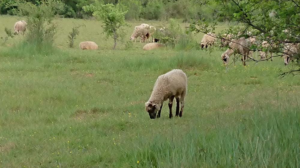 PLJAČKA U BRINJU Ukrao 6 ovaca i 3 janjeta
