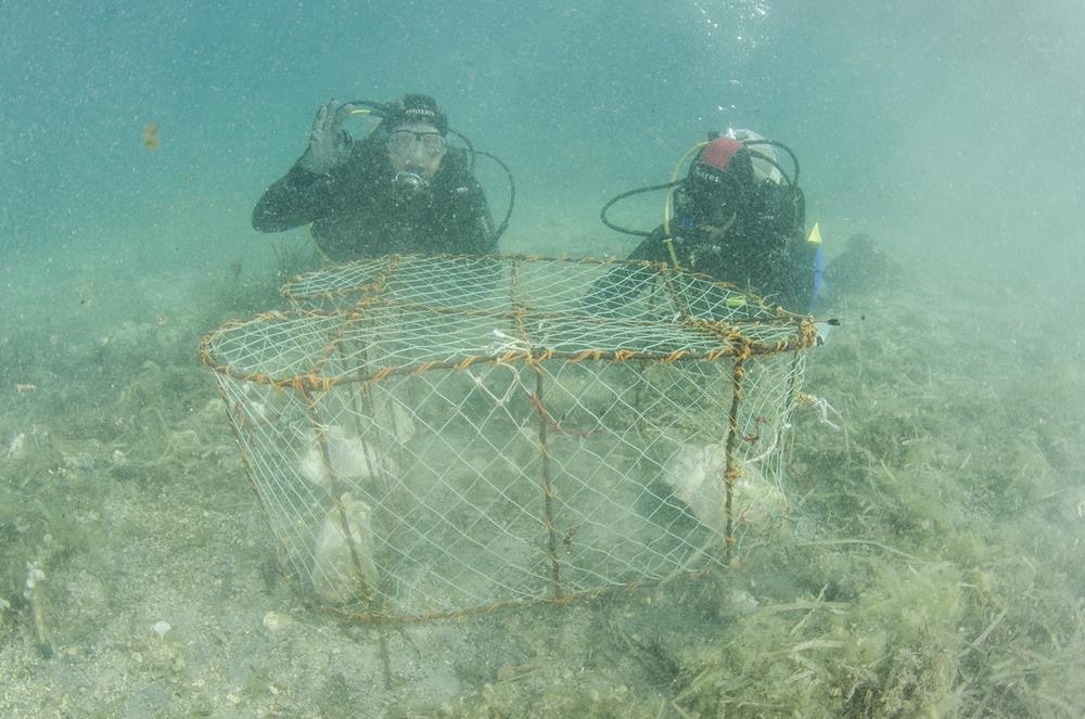 Nakon velikog pomora periski pronađena nova živa jedinka u južnom Jadranu