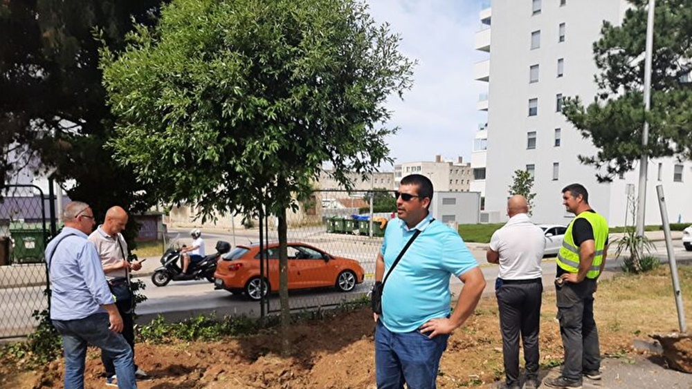 12 stabala crnike iz Tuđmanove presadit će se u dvorište zadarske bolnice