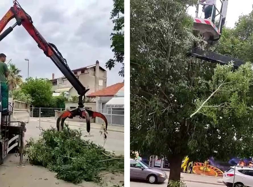 [VIDEO] Direktor Nasada za Novi: "Stabla kod City Galerije se pripremaju za presađivanje"