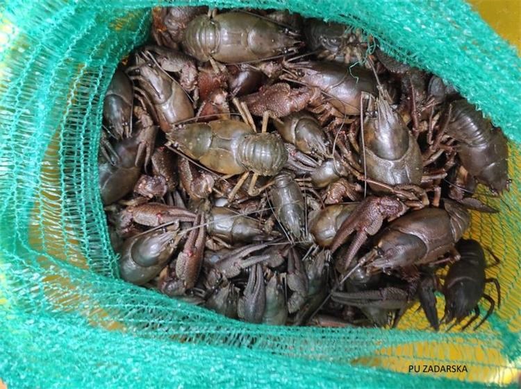Uhvaćeni s 12 kg zaštićenih riječnih rakova