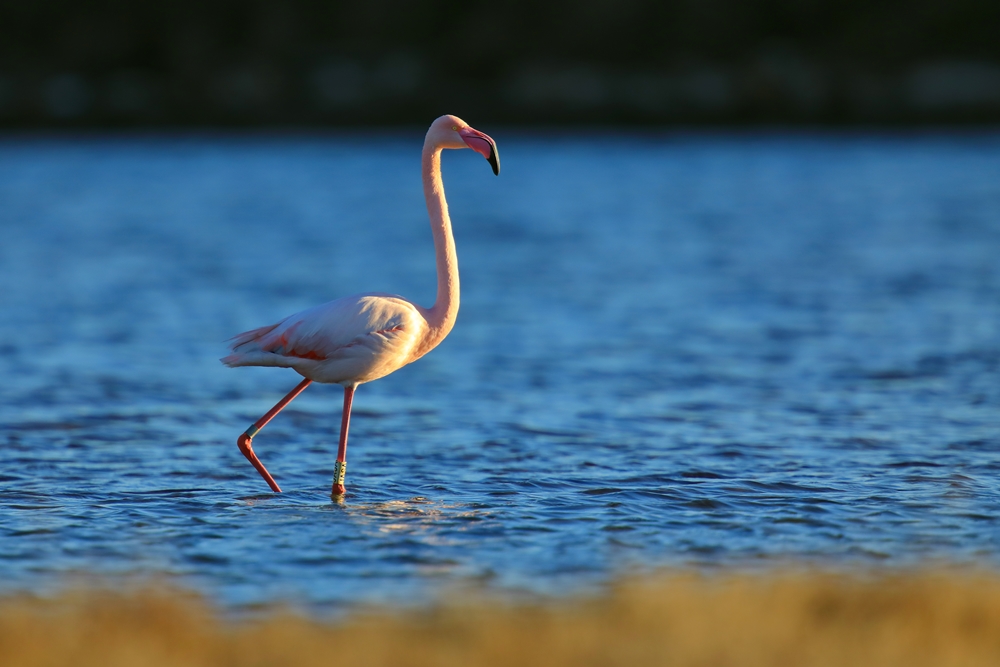 Plamenac ponovno u posjetu Ninskoj laguni