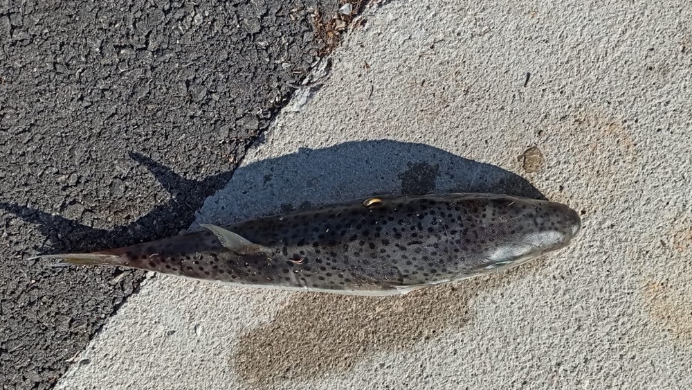 Iz Instituta za oceanografiju i ribarstvo upozorili na otrovnu i invazivnu ribu ulovljenu kod Pašmana: Konzumacija može biti fatalna!