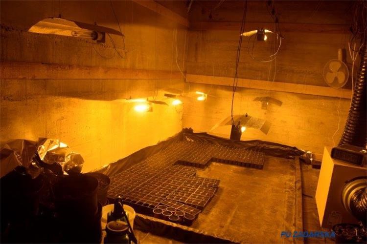 U OKOLICI ZADRA Pronađena tri laboratorija za uzgoj marihuane