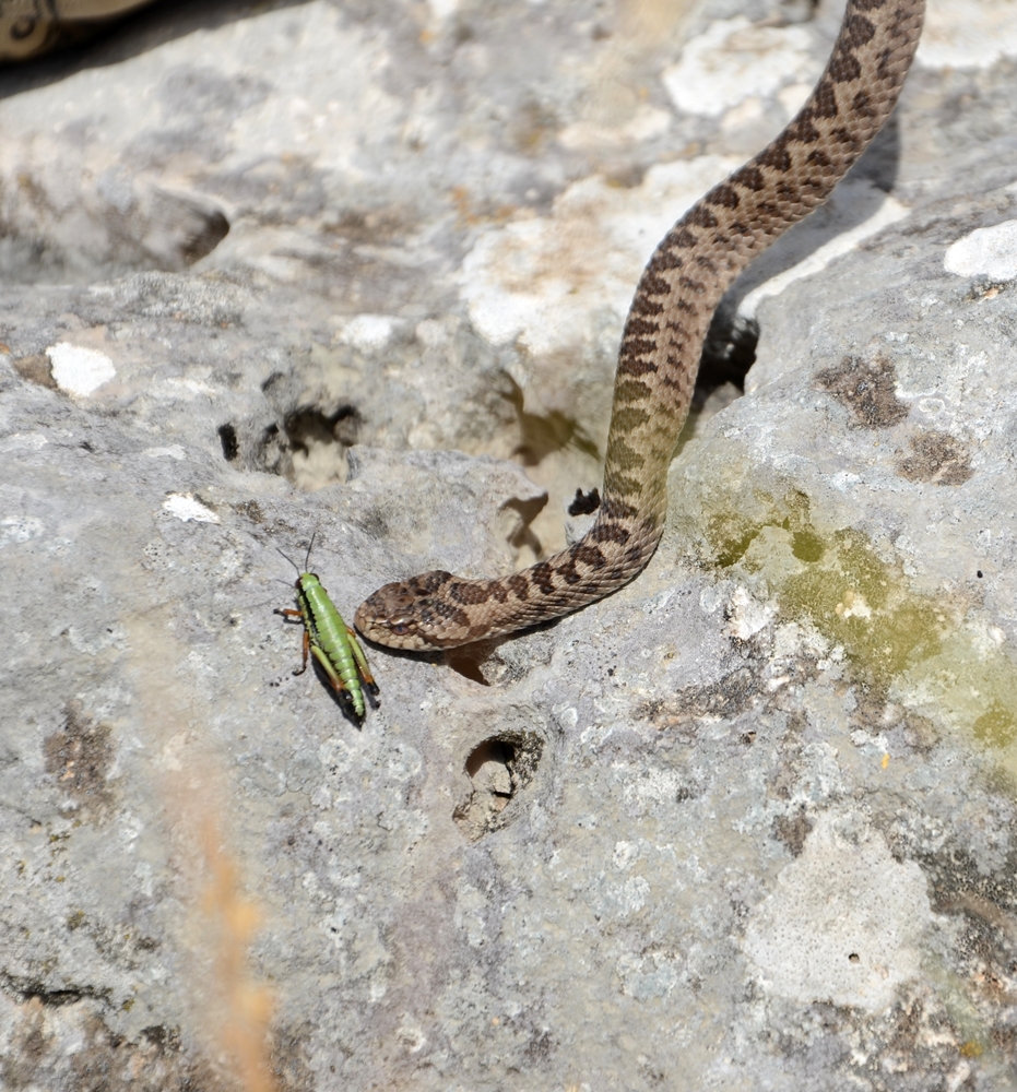 NATURA-JADERA S PARTNERIMA IZ BiH POTIČE POBOLJŠANJE EKOLOŠKE POVEZANOSTI DINARIDA Za suživot ljudi i velikih zvjeri potrebna je edukacija lokalnog stanovništva i turista