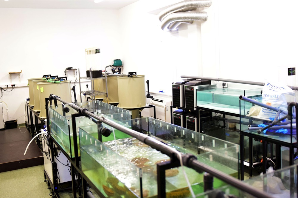 Strani studenti u Zadru uzgajaju školjke u laboratoriju i istražuju kako trpovi mogu pomoći u zaštiti podmorja