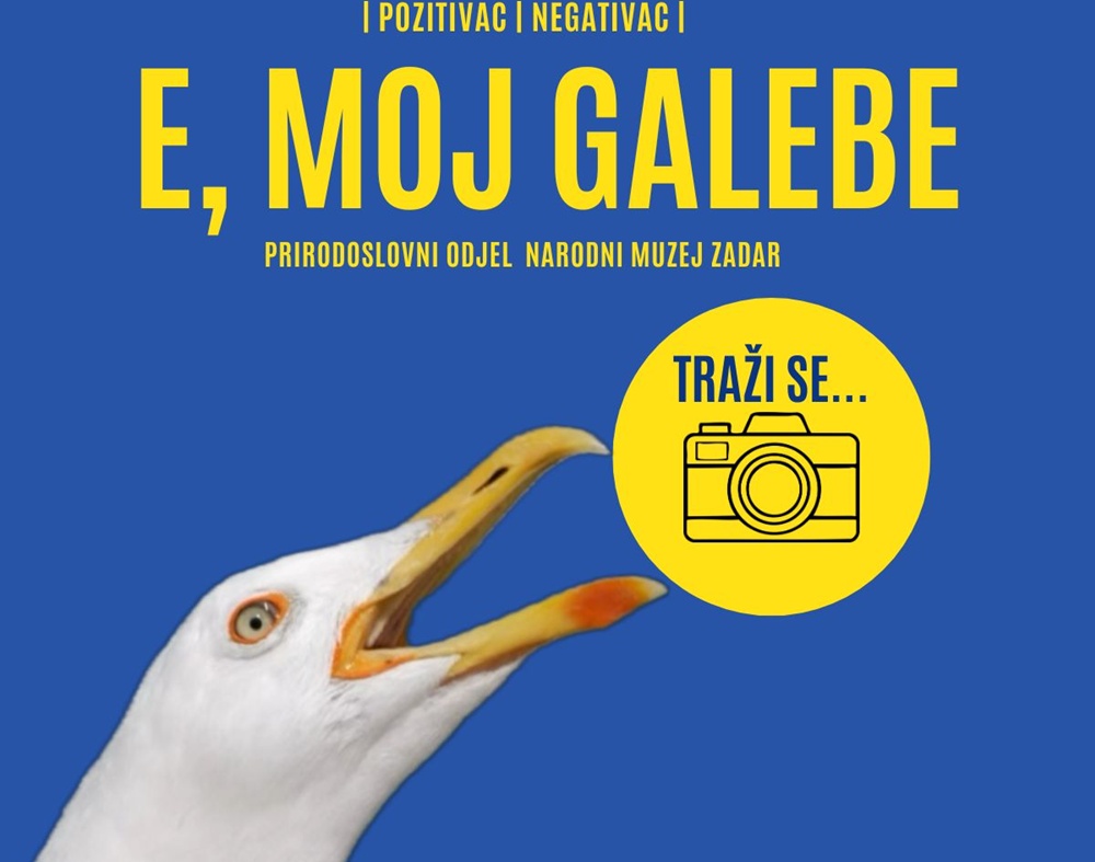 PRIRODOSLOVNI ODJEL NARODNOG MUZEJA ZADAR  Prijavite se na fotografski natječaj „E, moj galebe!“